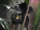 The Black Orchid